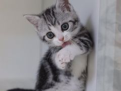 -lincat·猫舍(广州店)