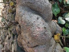 -海南槟榔谷黎苗文化旅游区