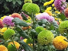 -上海共青森林公园