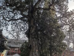 -大觉寺-停车场