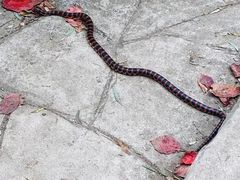 -云岫谷游猎自然风景区