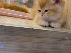-屋虎猫馆(宝安大仟里店)