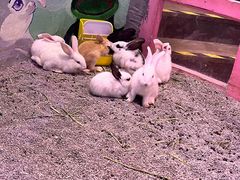 -正佳雨林生态植物园