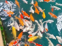 -南宫五洲植物乐园