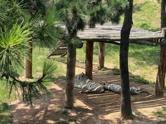 -西霞口神雕山野生动物世界