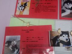 -Husky Go! 哈士奇体验馆·宠物咖啡厅狗咖