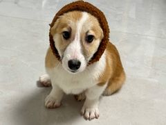 -翊宠yipet猫狗购宠庄园犬舍•猫舍