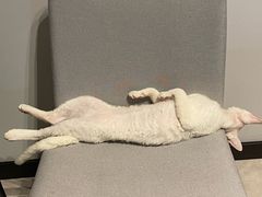 -谐和贝康宠物医院24小时·宠保定点(急重症转诊中心)