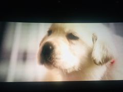 -武汉华夏国际影城(鲁广店)