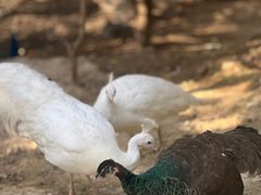 -泉州海丝野生动物世界