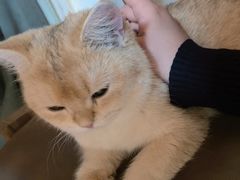 -猫爪屋猫咖(乐汇城店)