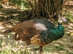 -北京麋鹿生态实验中心