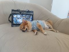 -怪兽屋·羊驼·猫咖·狗咖(俊华广场店)