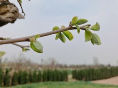 -汉长安城未央宫国家考古遗址公园