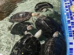 -顺德南宏海立方海洋公园