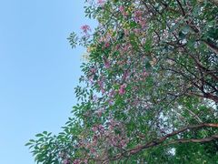 -四海公园(南山区)