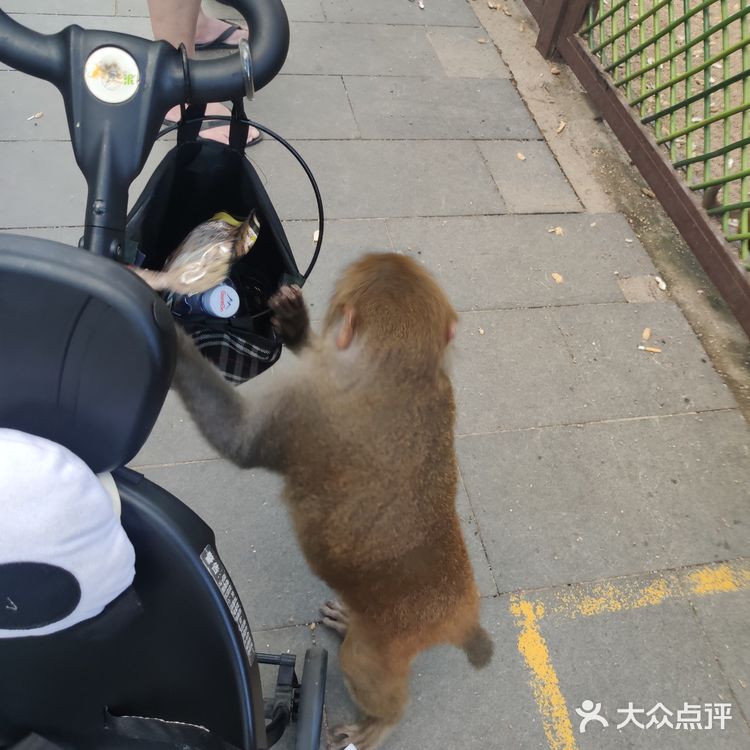 猴岛，万宁市陵水黎族自治县