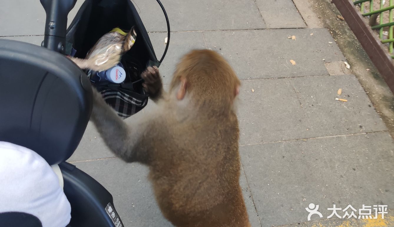 猴岛，万宁市陵水黎族自治县