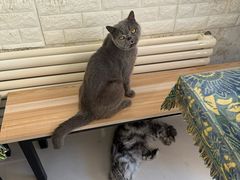 -平行世界·猫咖(首经贸店)