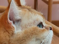-猫咪派对(江南西店)
