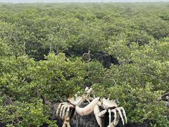 -北海金海湾红树林生态旅游区