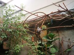 -上海大自然野生昆虫馆(东方明珠·爬宠昆虫探索中心)