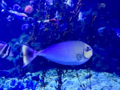 -太平洋海底世界