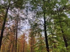 -广州市石门国家森林公园