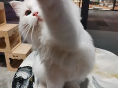 -瞄一喵猫咖(格力海岸店)