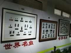 -上海昆虫博物馆