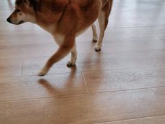 -南京Hallo宠物乐园·哈罗犬舍·柴犬繁育基地
