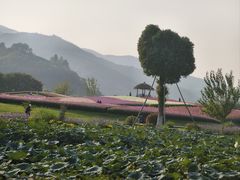 -径山花海