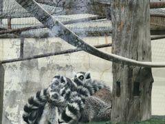 -青藏高原野生动物园
