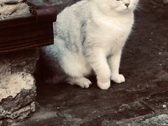 -喵屿·大理花园猫咖