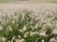 -汉长安城未央宫国家考古遗址公园