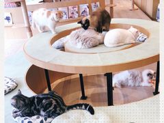 -CAT’S MEWSTAR CAFE·喵星球猫屋(晴湾咖啡店)