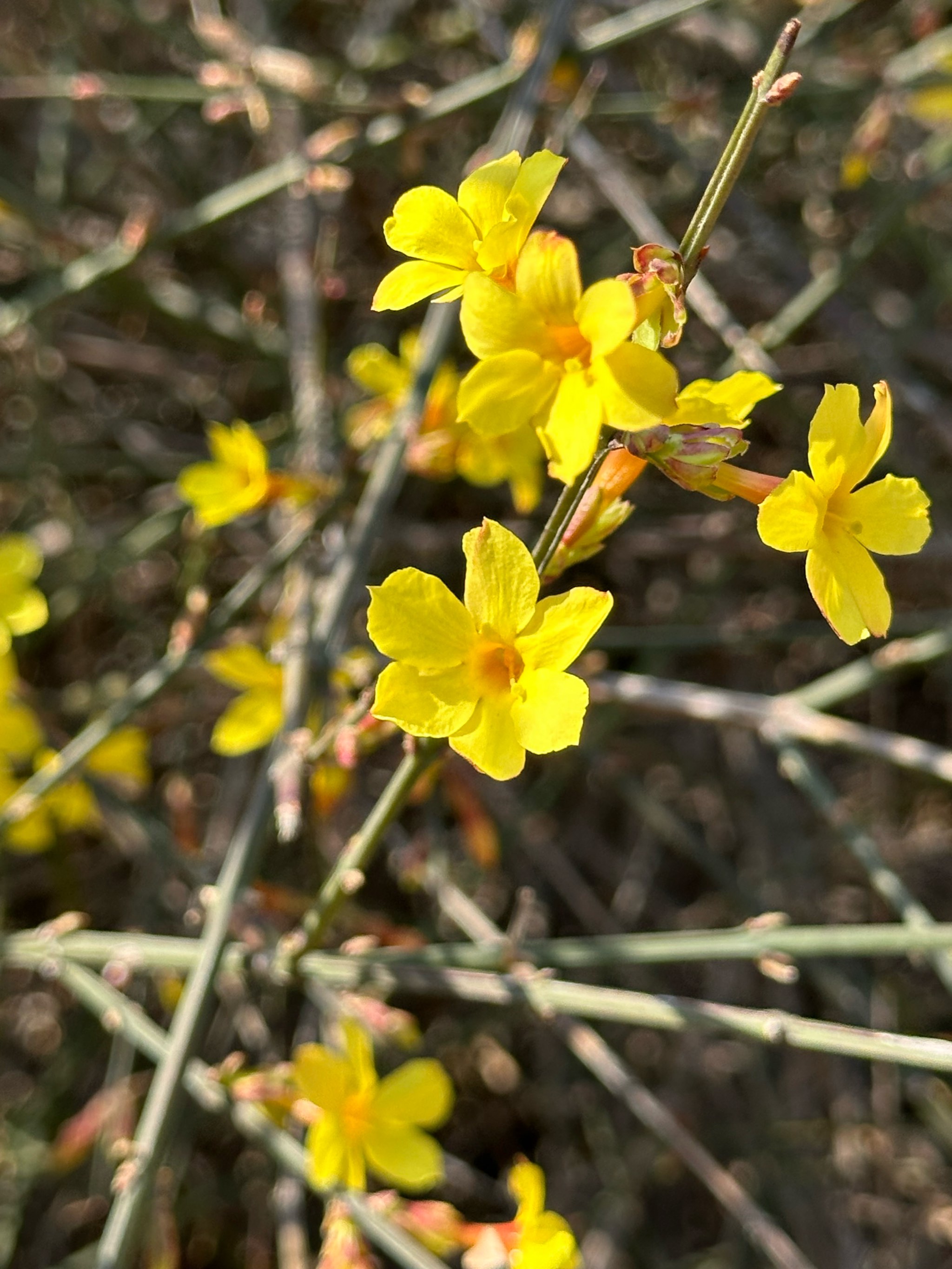 迎春花样子颜色图片