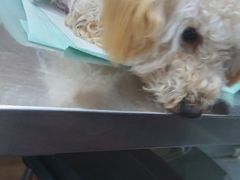 -爱侣宠医·鹦鹉专科·小型哺乳类·异宠专科(灵石路店)