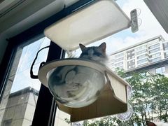 -欣宠猫屋·矮脚拿破仑·蓝金金渐层