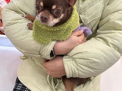 -汪说·狗咖·拼豆·宠物周边DIY(旺城大厦店)