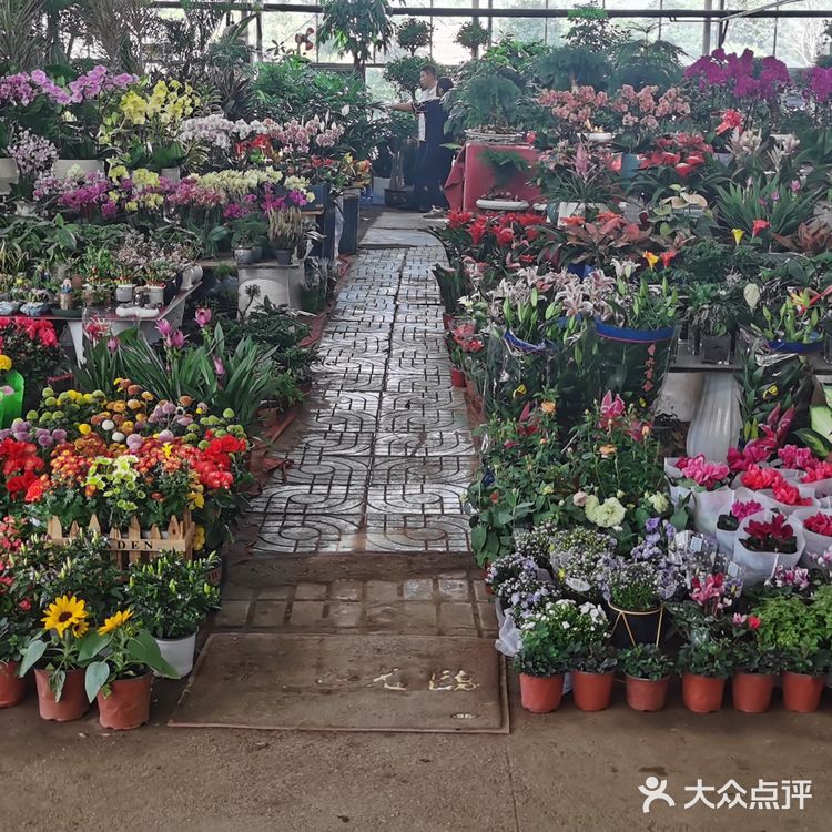 谷里花卉市场太好逛啦!