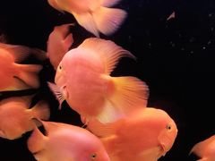 -海合安天津极地海洋公园