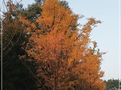 -铁山坪森林公园