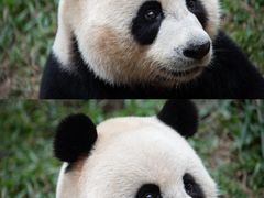 -广州长隆野生动物世界