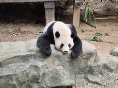 -广州长隆野生动物世界