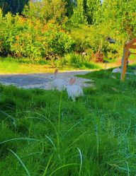 -雪绒花月子会所(祥盛店)