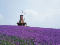 -大塘金香草谷