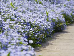 -花开海上生态园