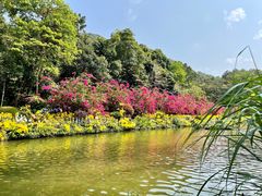 -深圳仙湖植物园