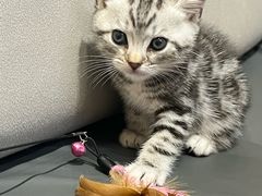 -屋虎猫馆(宝安大仟里店)